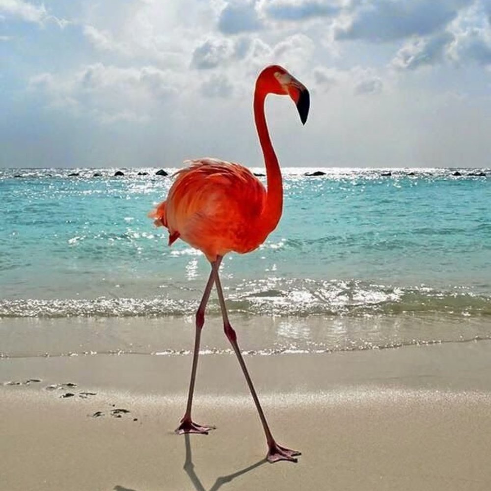 Meet your Posher, Sea Life